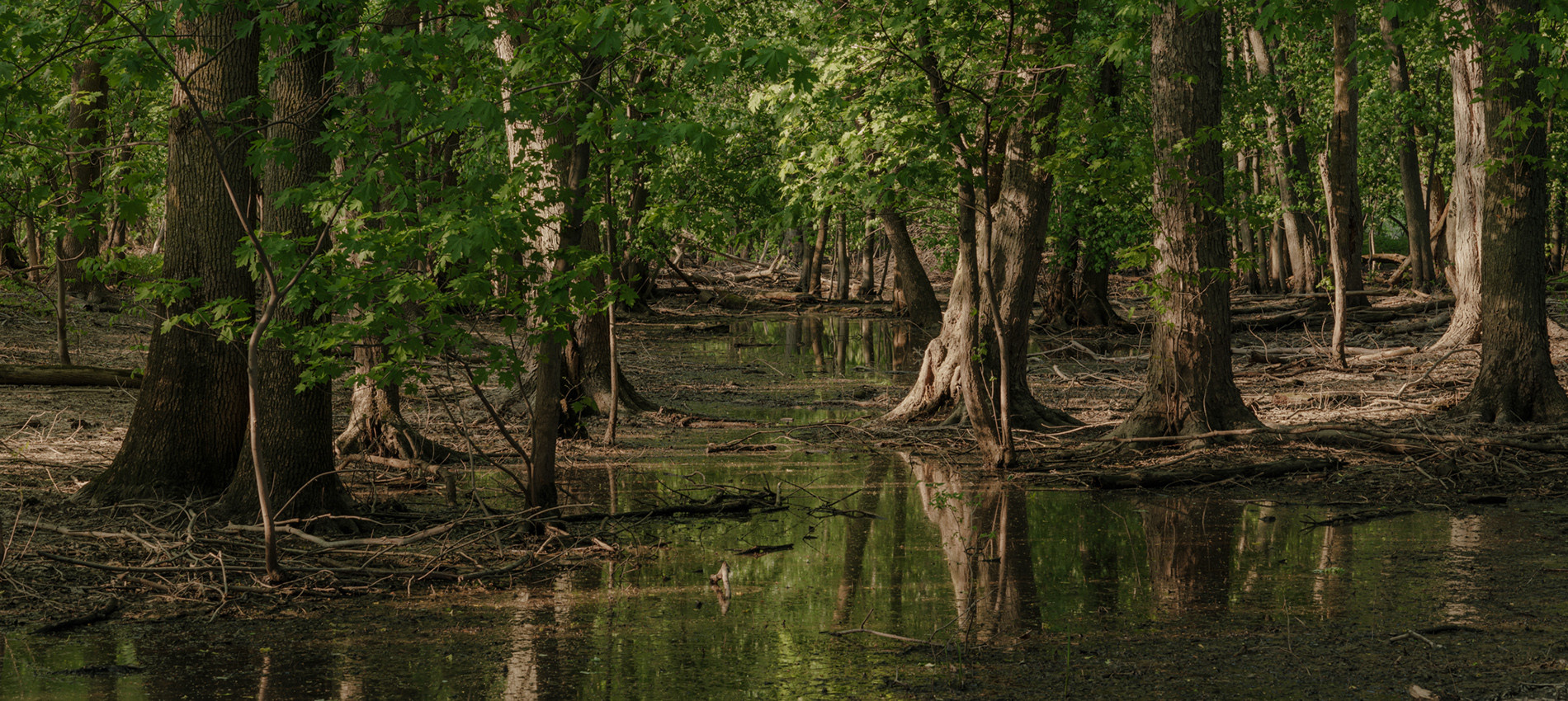 Le marécage arborescent